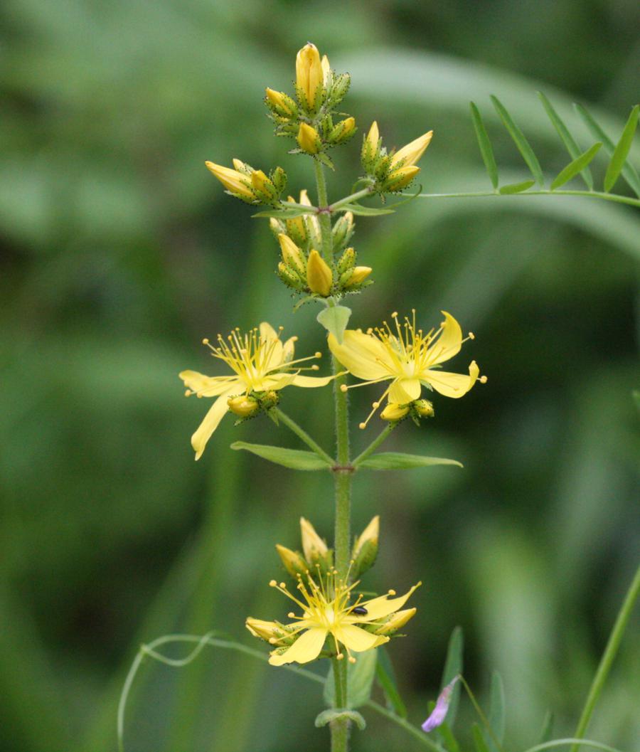 hairy St John's-wort